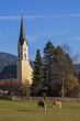 Dorfkirche Schliersee mit Pferdeweide und grasenden Pferden