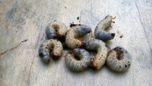 Melolontha Larvae, Cockchafer Larvae, Scary Insects Creatures On The Wood Desk