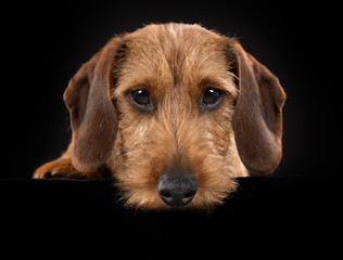 Wall Mural - Wirehaired dachshund