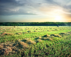 Wall Mural - field of cut grass and tractor