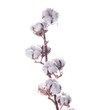 Flowers mature cotton on a white background