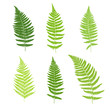 Set of fern frond silhouettes.