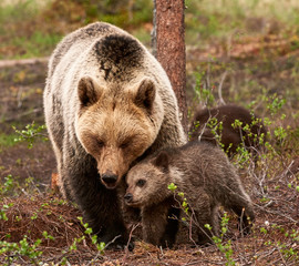 Wall Mural - mother bear and cub