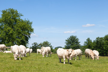 Wall Mural - White Charolais beef cattle herd with cows, calves  and  a bull grazing in a lush green spring pasture in the Limousin,  France