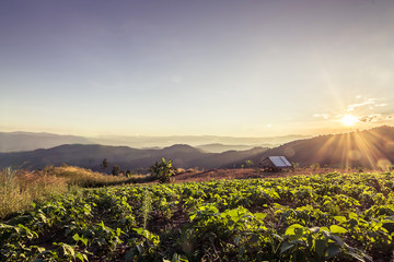 Wall Mural - Beautiful sunset with twilight at scenic point at Doi Chang Moob, Chiang Rai.