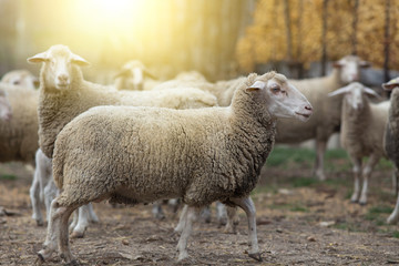 Wall Mural - Sheep herd on the farm