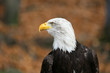 Bald Eagle portrait 