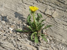 Blooming Dandelion Growing On The Bare Rock