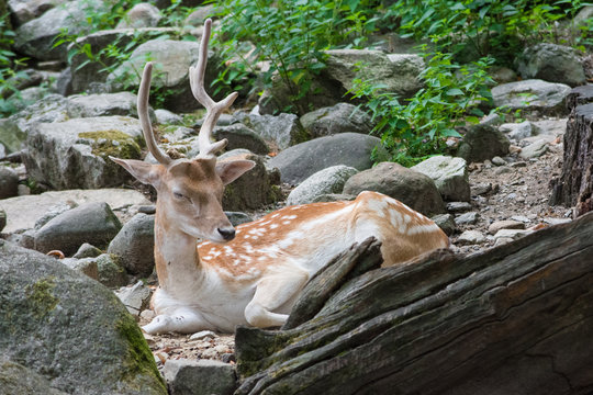 Wall Mural - Sleeping deer