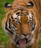 Fototapeta Dziecięca - Sumatran Tiger close-up.