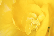 Macro Image Of Yellow Begonia Flower
