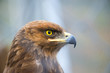 © tutye - Birds of prey - Captive Aquila pomarina - Lesser Spotted Eagle