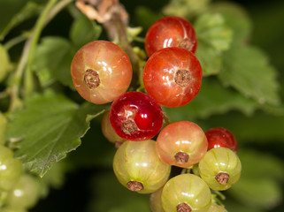 Wall Mural - red currant on a branch