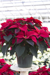 Wall Mural - Red Christmas Poinsettia in Pot