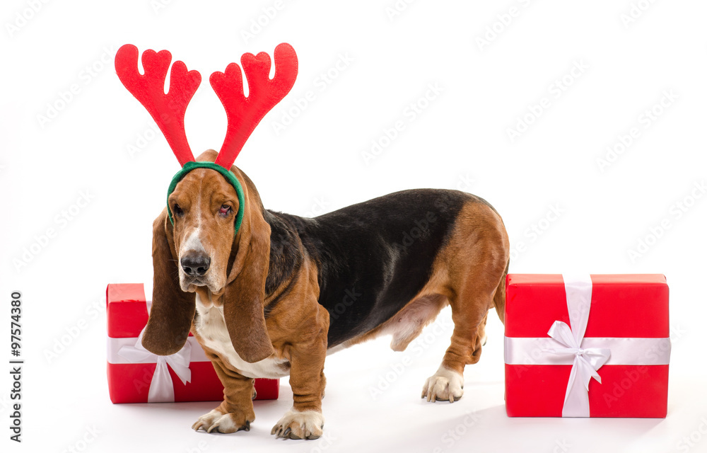basset hound gift ideas