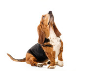 Basset Hound Dog Sitting On The White Background And Looking Up
