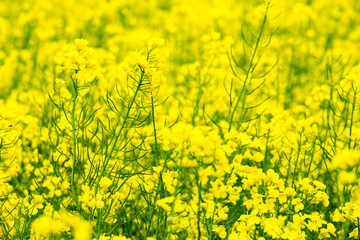 Wall Mural - flowers of oil in rapeseed field