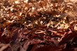 A ray of sunlight on the fallen autumn leaves