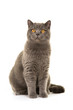 © Elles Rijsdijk - Pretty grey sitting british shorthair cat sitting isolated on a white background