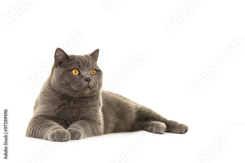Grey British Shorthair Cat Lying Down Looking Away Isolated On A