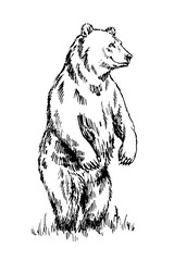 Wall Mural - black and white engrave isolated vector bear