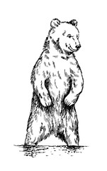 Wall Mural - black and white engrave isolated vector bear