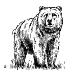 Wall Mural - black and white engrave isolated vector bear