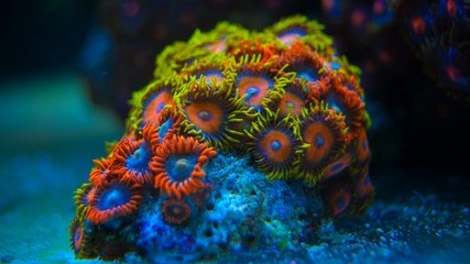 Canvas Print - Colorful coral in coral reef aquarium