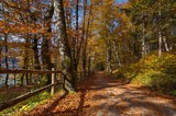 Fototapeta Pomosty - Walking in autumn forest