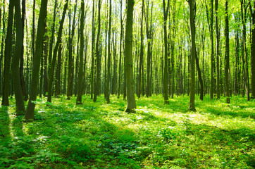 a path is in the green forest