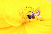 Honey Bee On Yellow Flower Oxeye Daisy