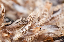 Close-up Of Brown Colour Feather Of Animal