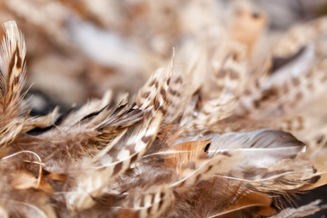 Close-up of brown colour feather of animal