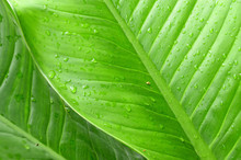 Banana Leaf Leaves Green Nature Fresh Background Life Plant Line