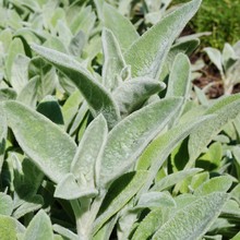 Wooly Leaves Of The Lambs Ear Stachys Byzantina Plant