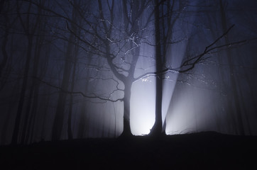 Wall Mural - mysterious light in forest at night