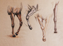 Horse Legs Study
