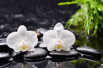 white orchid and green leaf with therapy stones