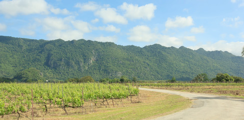 Vineyard with blue sky