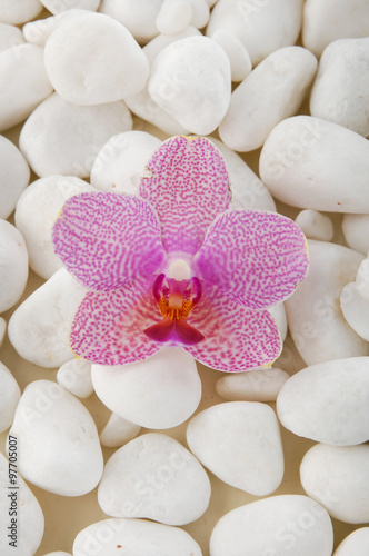 Naklejka - mata magnetyczna na lodówkę Pink orchid with white pebbles 