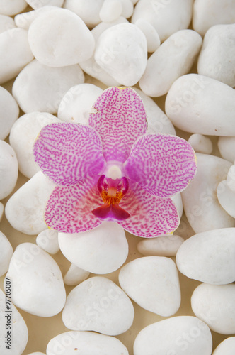 Naklejka na drzwi Pink orchid with white pebbles 