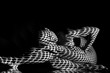 © master1305 - The  body of woman with black and white pattern
