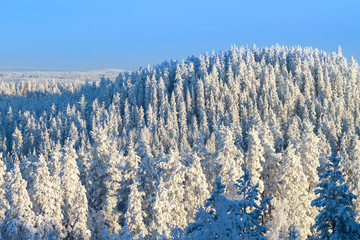 Canvas Print - Snowy trees in winter forest