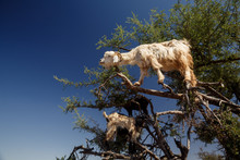 Incredible Tree-climbing Goats
