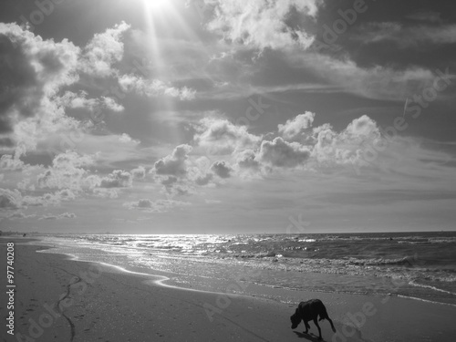 Plage De La Mer Du Nord Noir Et Blanc Chien En Premier