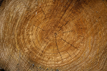 Wall Mural - Cross section of soft pine wood with saw marks, grain and growth rings.