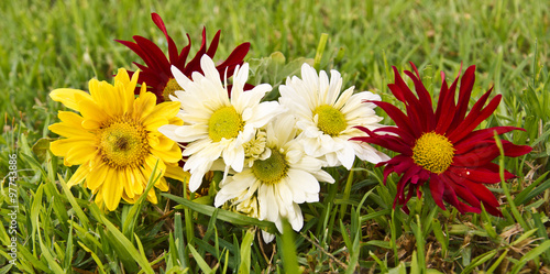 flores de colores en el campo