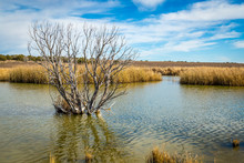 Arizona Wetlands And Animal Riparian Preserve.