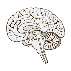 structure of human brain section schematic vector