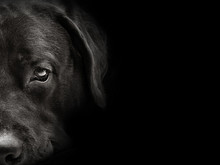 Dark Muzzle Labrador Dog Closeup. Front View